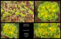 Euphorbia-helioscopia
